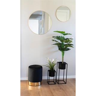 Miljøbillede af planten