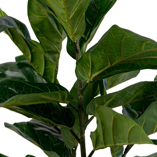 Nærbillede af Fiddle kunstig plante 100 cm høj fra House Nordic.