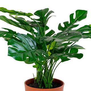 Nærbillede af planten