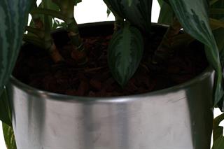 kontorplante med rustfrå stålpotte 